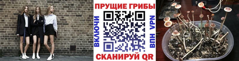 Псилоцибиновые грибы прущие грибы  Кушва 